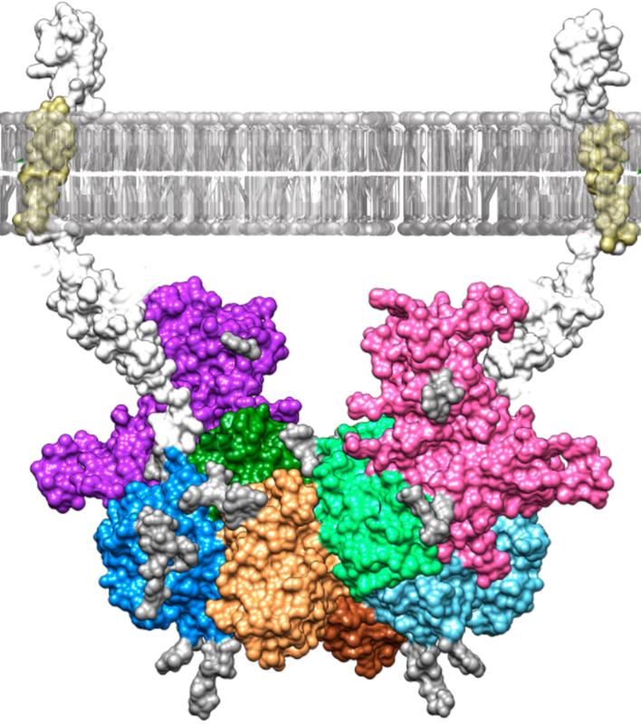 Modell des Molekülkomplexes, der aus der Verbindung des Blutplasmaproteins Fetuin-B (lila und rosa) und des Enzyms Meprin-β (andere Farben) entsteht