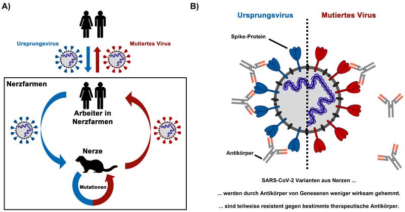 Die Einschleppung von SARS-CoV-2 in Nerzfarmen führt zur Entstehung von mutierten Viren, die teilweise der Kontrolle durch Antikörper entkommen.