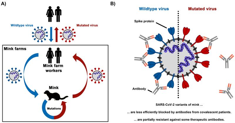Introduction of SARS-CoV-2 into farmed mink leads to the emergence of viral variants that partially evade antibody-mediated neutralization.