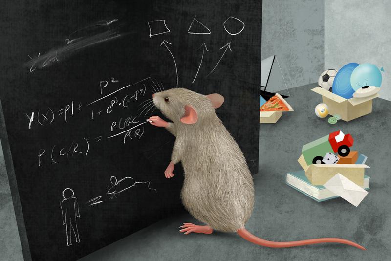 Mäuse bilden Kategorien, um ihre Welt zu vereinfachen. Nachdem sie dies gezeigt hatten, identifizierten die Forschenden Nervenzellen, die solche Kategorien speichern.