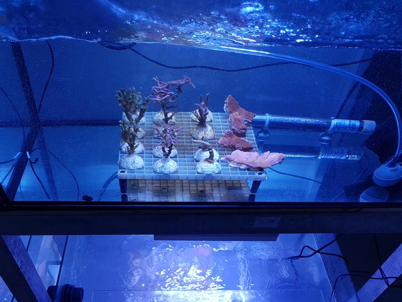 Four different coral species were exposed to microplastics in the ZMT's seawater facility 