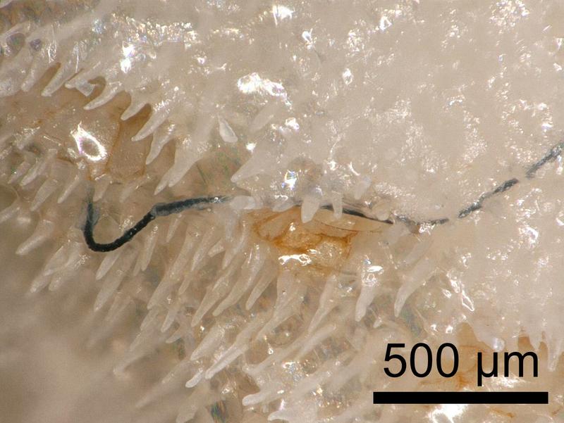 The image in the digital microscope reveals: a thin birdsnest coral (Seriatopora hystrix) has a fiber built into its calcareous skeleton 