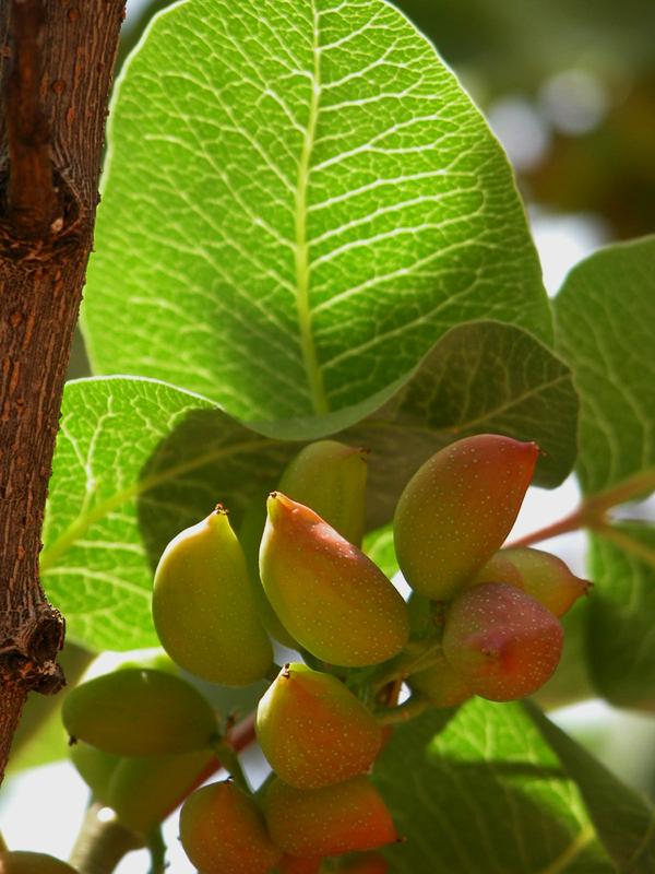 Pistacia vera Larnaka.