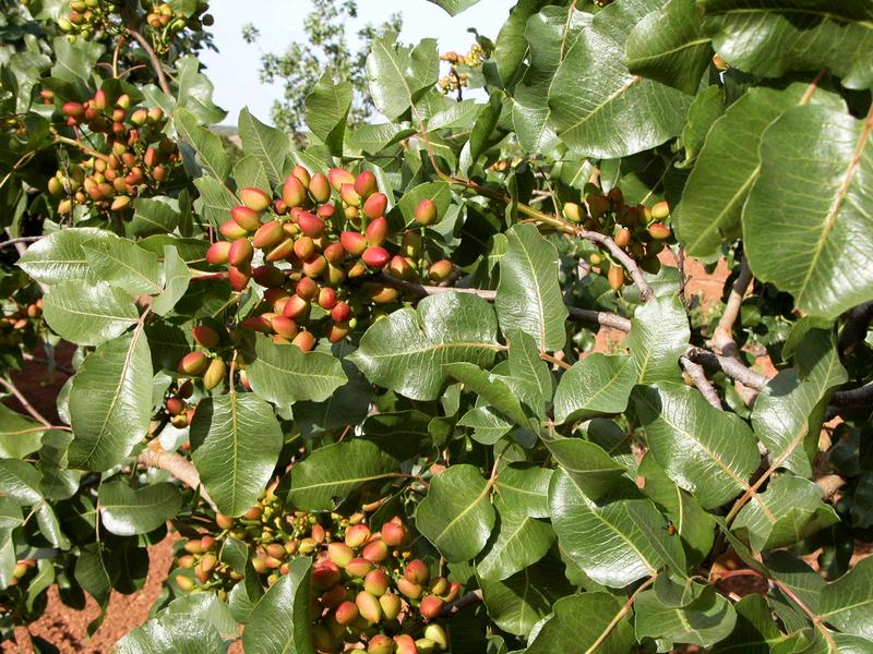 Pistachios on a tree.