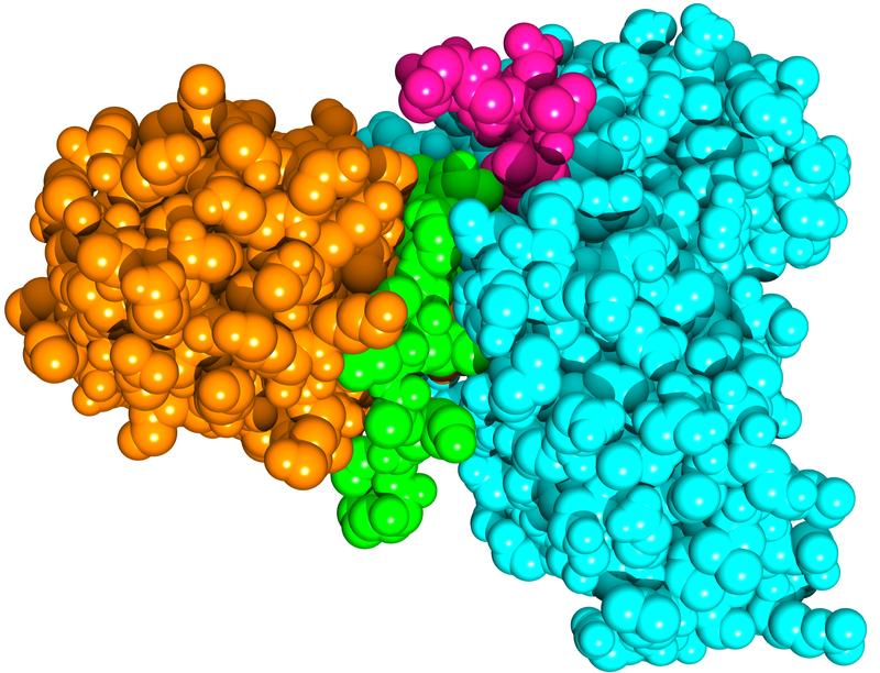 Das SUD-Protein des SARS-Coronavirus (orange) bildet einen Komplex mit dem menschlichen Protein Paip-1 (hellblau). Die besonders stark wechselwirkenden Elemente der beiden Proteine sind grün (SUD) bzw. violett (Paip-1) dargestellt.