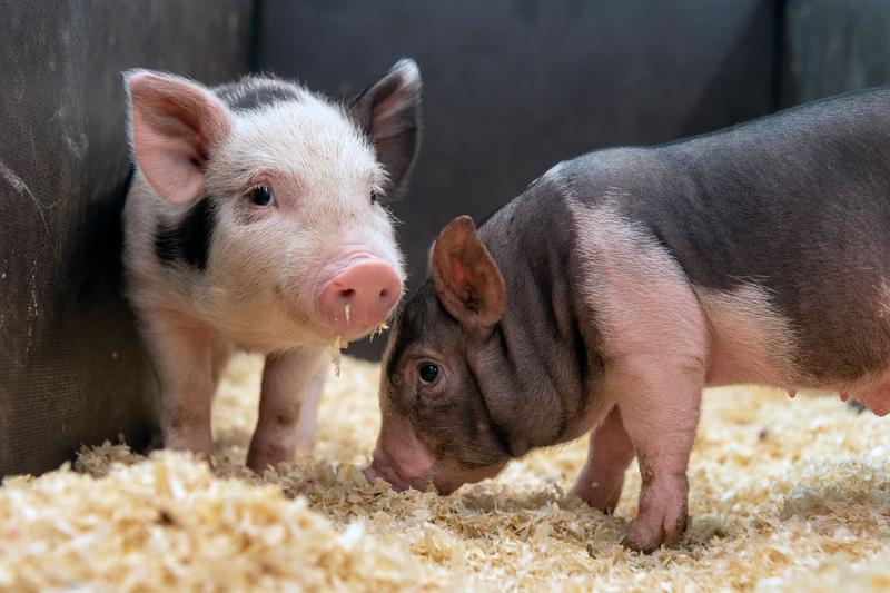 Wissenschaftlerinnen und Wissenschaftler der TUM haben Hühner und Schweine mit eingebauter Genschere erzeugt. Diese kann in allen Entwicklungsstadien der Tiere verwendet werden. Sowohl Anwendungen in Hühnerembryonen als auch in lebenden Schweinen ko
