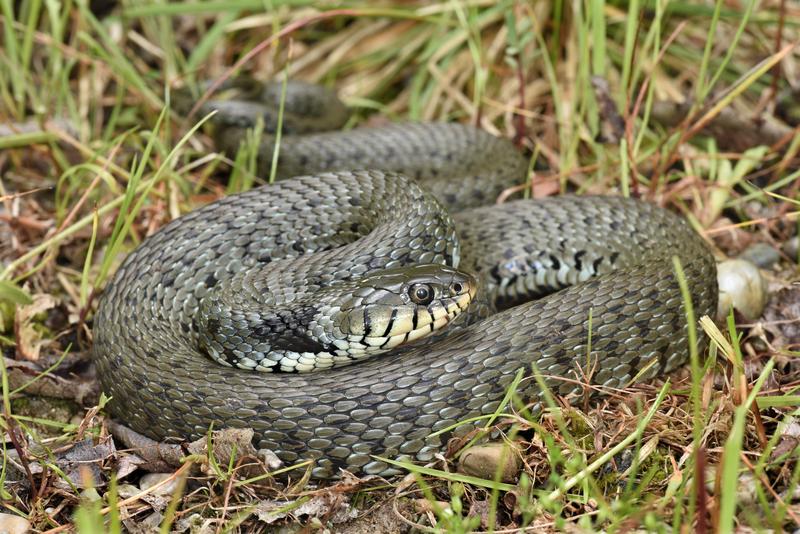 Die Italienische Barrenringelnatter (Natrix helvetica sicula) ist in Deutschland auf den äußersten Süden von Bayern beschränkt, wo sie eine wenige Kilometer breite Hybridzone mit der Ringelnatter (Natrix natrix) bildet. 