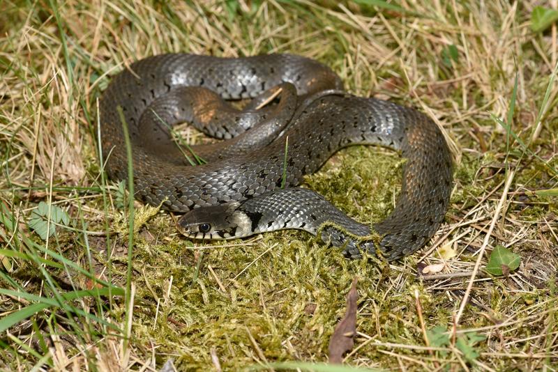 Mischling zwischen Ringelnatter (Natrix natrix) und Westlicher Barrenringelnatter (Natrix helvetica helvetica) aus Lindau am Bodensee. 