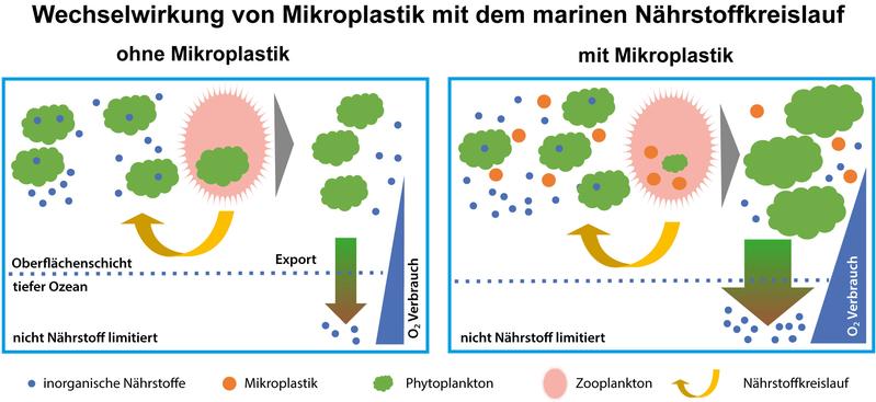 Schematisches Diagramm zum Zusammenwirken von Mikroplastik und Nährstoffen