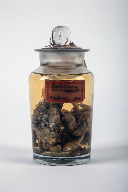 Diese Gemeinen Strandkrabben (Carcinus maenas) aus der Sammlung des Zoologischen Museums Kiel wurden um 1890 in Cuxhaven gesammelt. 