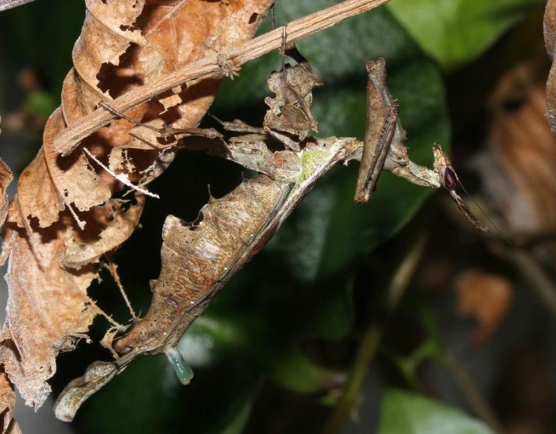 Weibchen von Stenophylla lobivertex mit ausgestülpter Pheromondrüse.