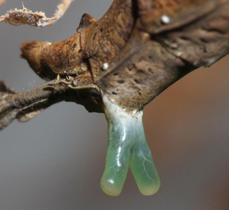 Detailansicht der ausgestülpten, Y-förmigen Pheromondrüse.