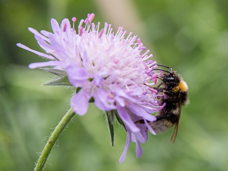 Eine Erdhummel ist mit Pollen von der Acker-Witwenblume bedeckt. 