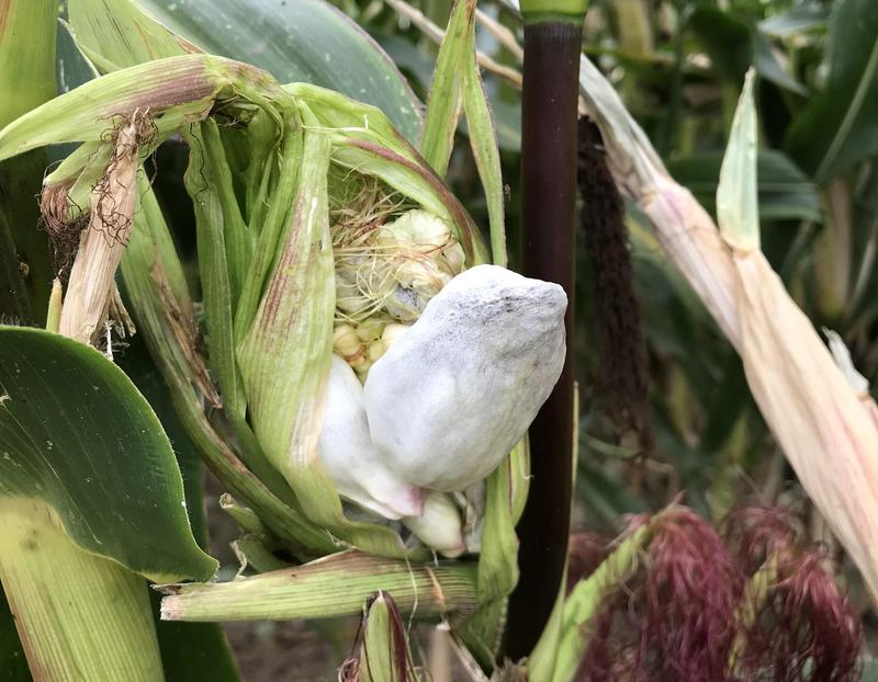 Ustilago maydis, ein hochspezialisierter Pilz, befällt den Mais und verringert den Ernte-Ertrag durch seine starken Auswucherungen am Kolben.