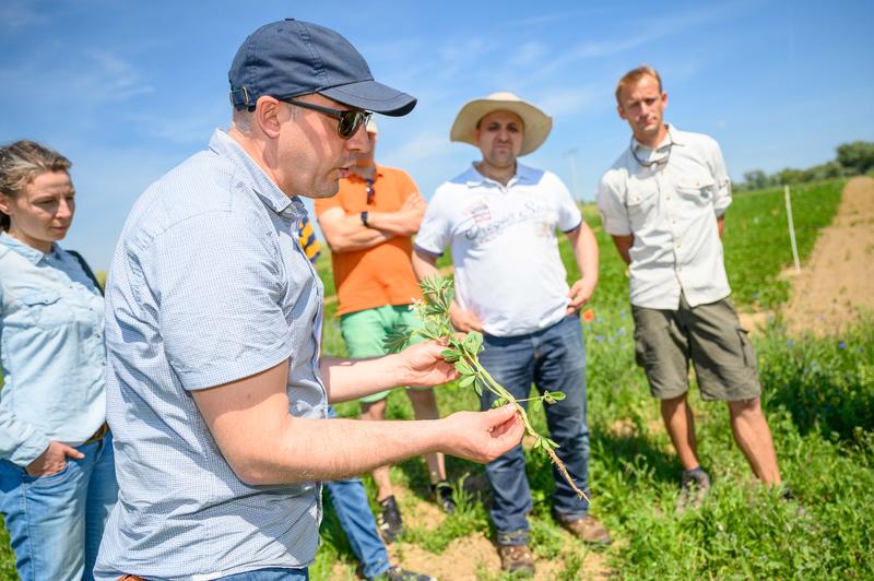 Feldtag mit Praxiserfahrung am 18. Juni 2019: Der wissenschaftliche Leiter der Lehr- und Forschungsstation Wilmersdorf, Prof. Dr. Ralf Bloch, zeigt die Entwicklung der Knöllchenbakterien im Lupinenbestand.