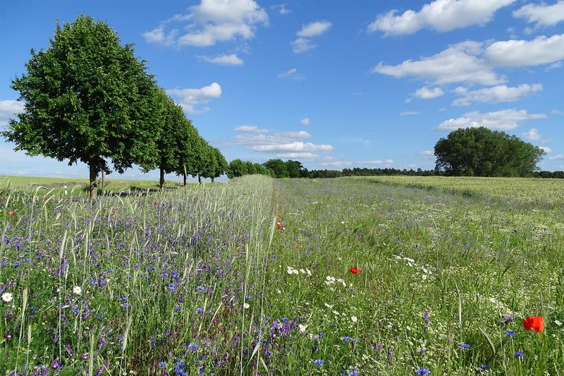 Kleinteilige Naturschutzmaßnahmen: geringe Flächengrößen und naturschutzfachlich hoch wirksam – aber für Verwaltungen und Landwirte aufwendig zu dokumentieren. Hier unterstützt die NatApp.