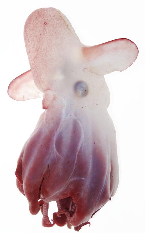 Der Kaiserdumbo (Grimpoteuthis imperator) ist rund 30 Zentimeter lang. Der Evolutionsbiologie Dr. Alexander Ziegler hat ihn aus mehr als 4.000 Meter Wassertiefe aus dem Nordpazifik an Bord des Forschungsschiffes SONNE geborgen. 