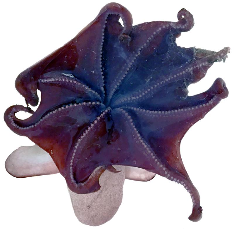 The bell-shaped umbrella of the Emperor dumbo (Grimpoteuthis imperator) extends just over halfway down the arms. This suggests a habitat close to the seafloor. 