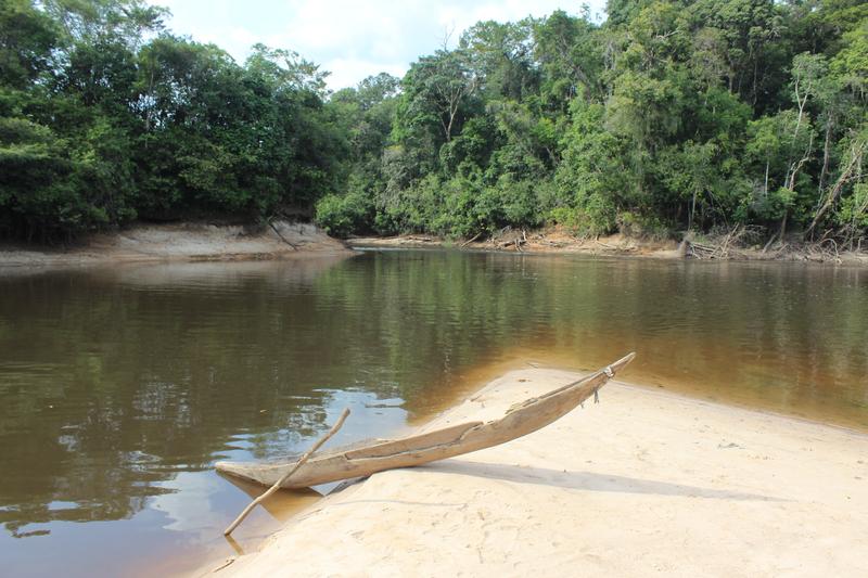 Amazonas-Regenwald