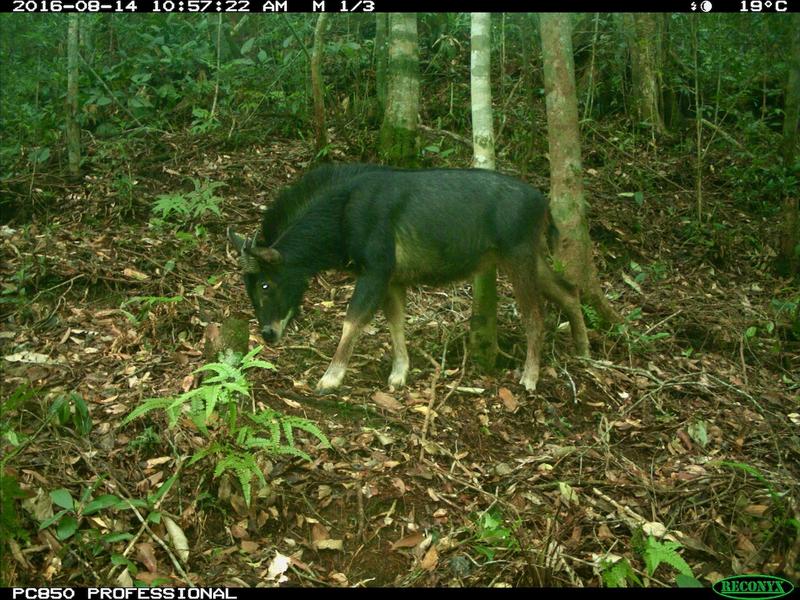 Serow im Truong-Son-Gebirge