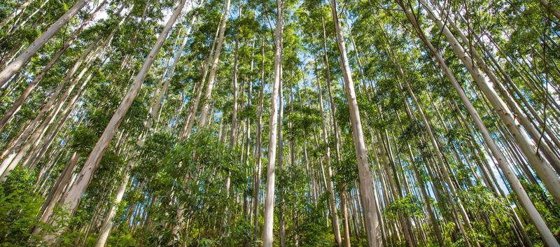 Baumplantagen tragen nur bedingt zum Schutz der Biodiversität bei.
