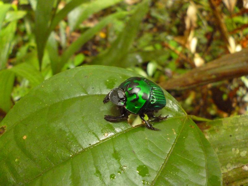 Beetles are essential for a variety of processes in nature, such as this dung-beetle (Oxysternon aff. conspicillatum) feeding on excrement in the Bolivian tropical forest. 