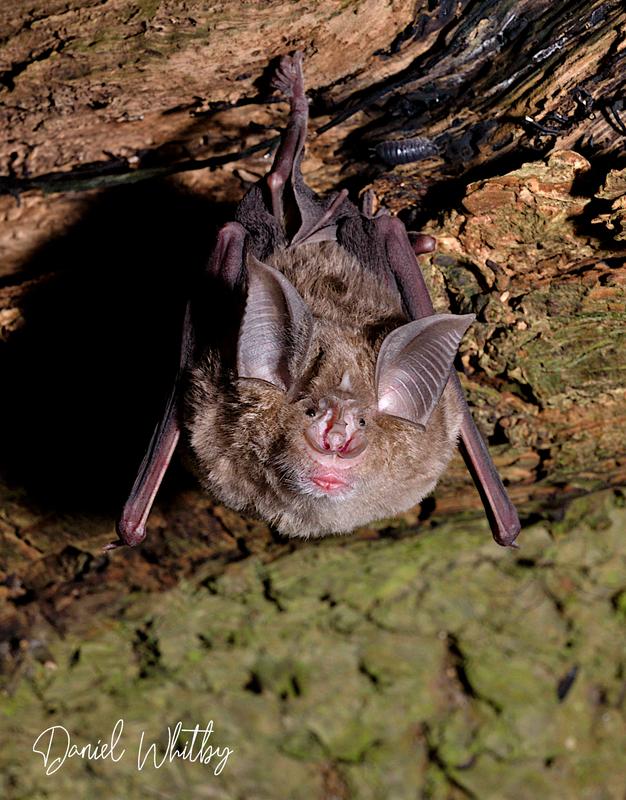 Greater horseshoe bat (Rhinolophus ferrumequinum)