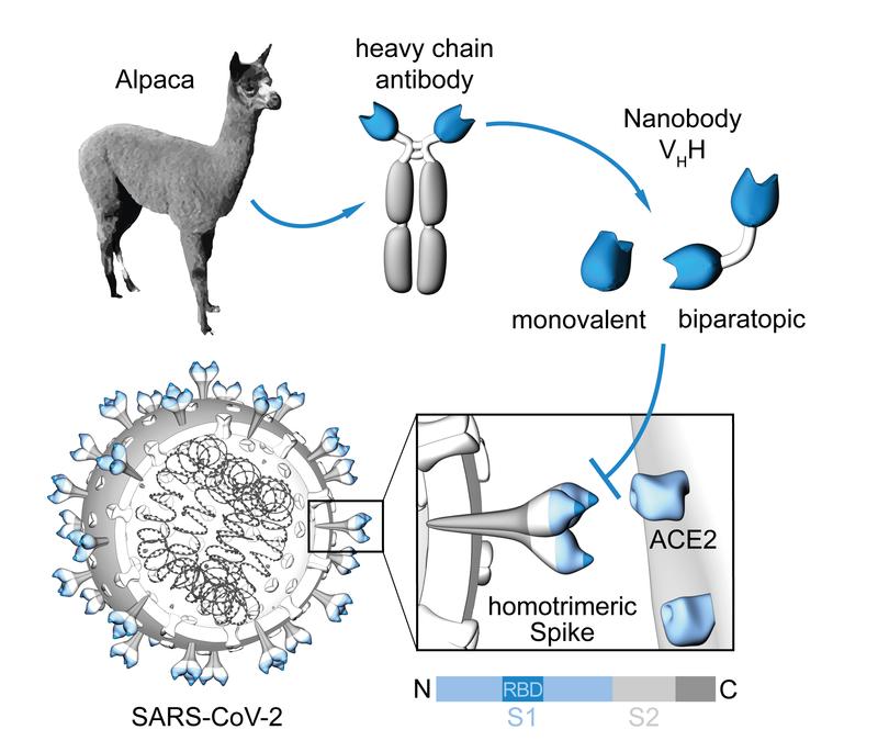 Herstellung von Nanobodies, um die virale Eintrittsstelle von SARS-CoV-2 zu blockieren