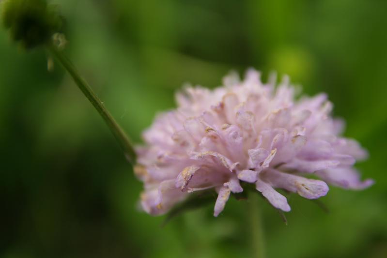 Etwas schmutzig und deformiert sieht die Blüten der Acker-Witwenblume aus, wenn sie vom Kleinpilz Peronospora violacea befallen wird. 