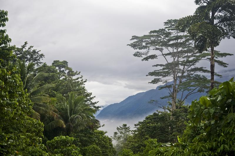 Tropische Bergnebelwälder wie der Manusela-Nationalpark auf der Insel Seram, Indonesien, sind meist in Wolken gehüllt.