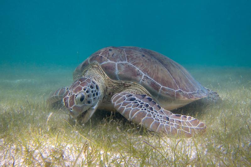 Green sea turtle