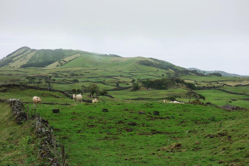 Pasture landscape on Pico, the second largest island of the Azores. 