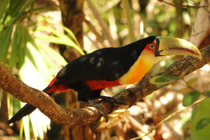 Auch Vögel, wie der Bunttukan (Ramphastos dicolorus) sind massiv vom Landnutzungswandel in Brasilien betroffen.  