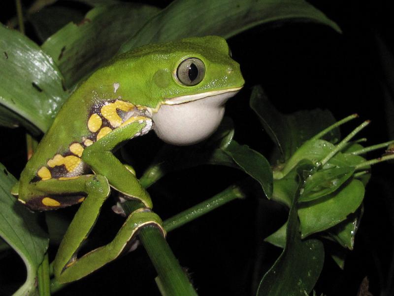 Phyllomedusa burmeisteri – eine der vielen Froscharten, die im Atlantischen Regenwald heimisch sind. 