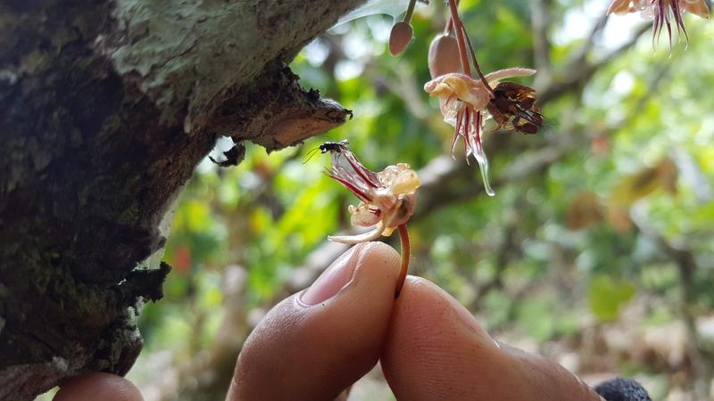 Eine Kakaoblüte wird von einer winzigen parasitären Wespe besucht.  