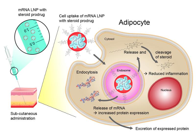 Schematische Darstellung der Verabreichung eines mRNA-Therapeutikums und der Prozesse im Zellinneren.