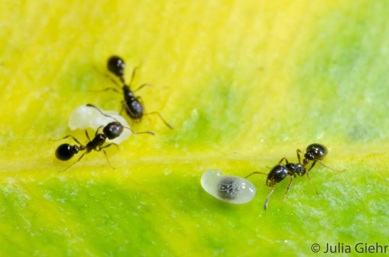 Workers and brood of the ant Cardiocondyla elegans.  