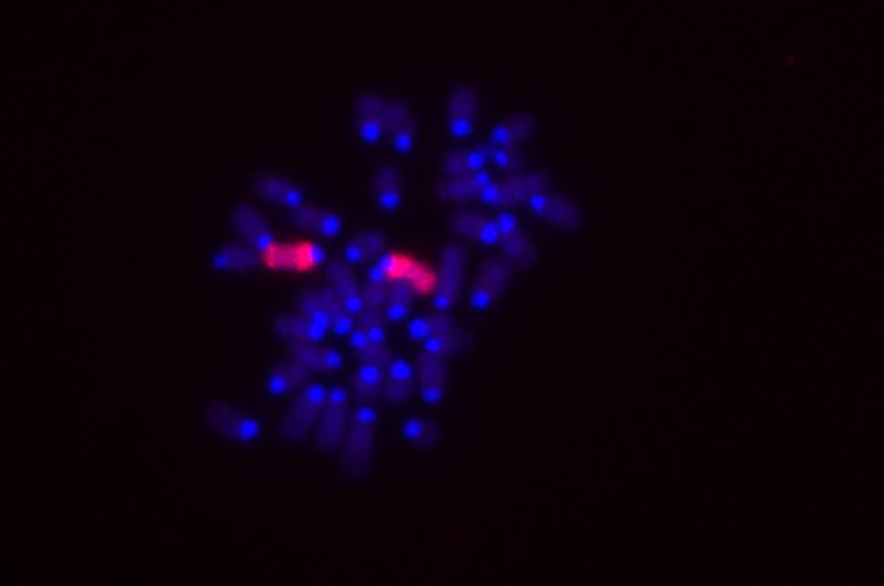 Dies sind die Chromosomen aus einer weiblichen Mauszelle (blau gefärbt), in der die X-Chromosomen zusätzlich rot gefärbt sind