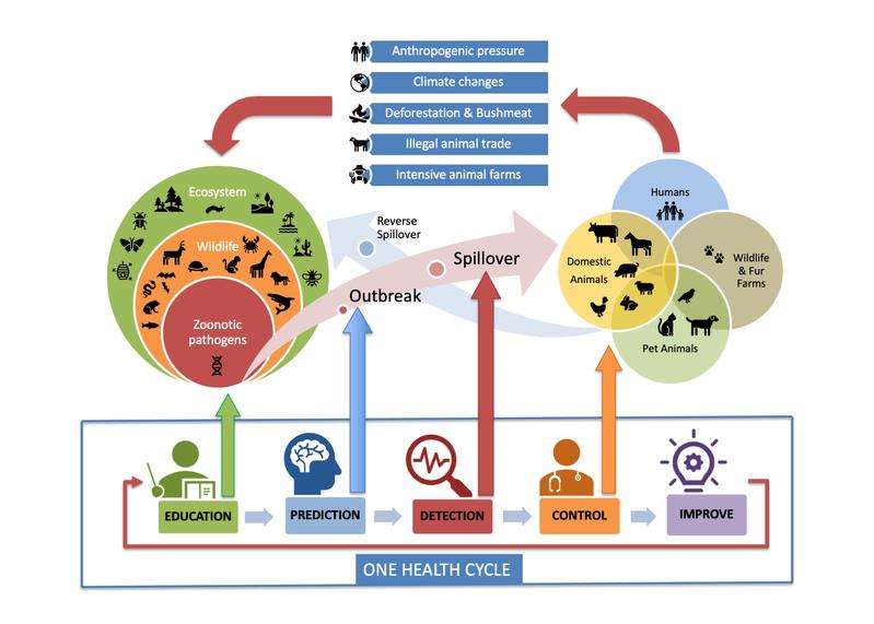 Management of active zoonosis with the One Health concept