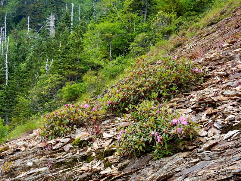 Die beschriebene Art Rhododendron smokianum kommt bisher nur in den Great-Smoky-Mountains vor und bevorzugt dort das schwermetallhaltige Schiefergestein.