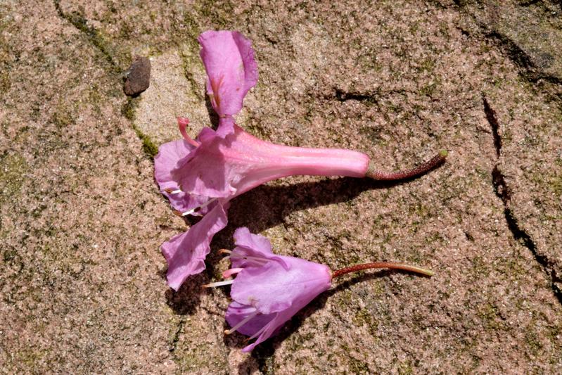 Rhododendron smokianum (unten) hat einen kleineren, kompakteren Wuchs als Rhododendron minus und unterscheidet sich durch kleinere Blüten mit einer kurzröhrigen Blumenkrone.