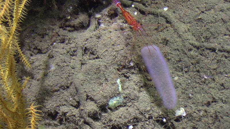 Tiefseeshrimp mit einem Pyrosom am Meeresboden. 