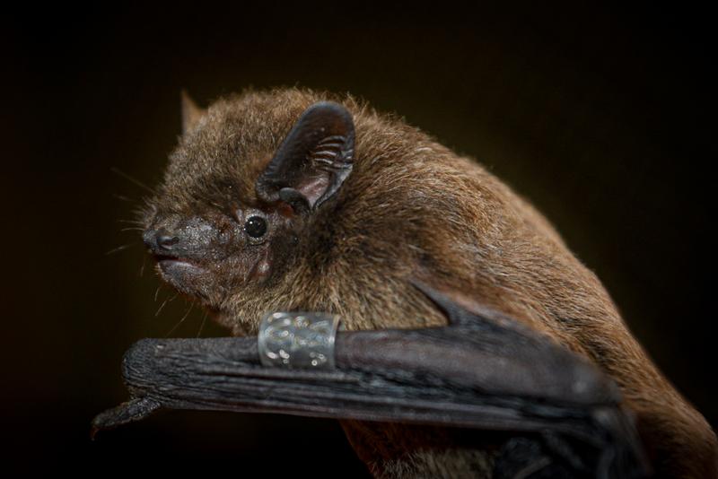 Nathusius' bat (Pipistrellus nathusii)