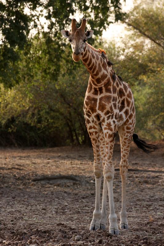 Die Kordofan-Giraffe ist eine von sieben Unterarten innerhalb der Giraffen. Ihr Erbgut haben Forscher*innen nun erstmals entschlüsselt.
