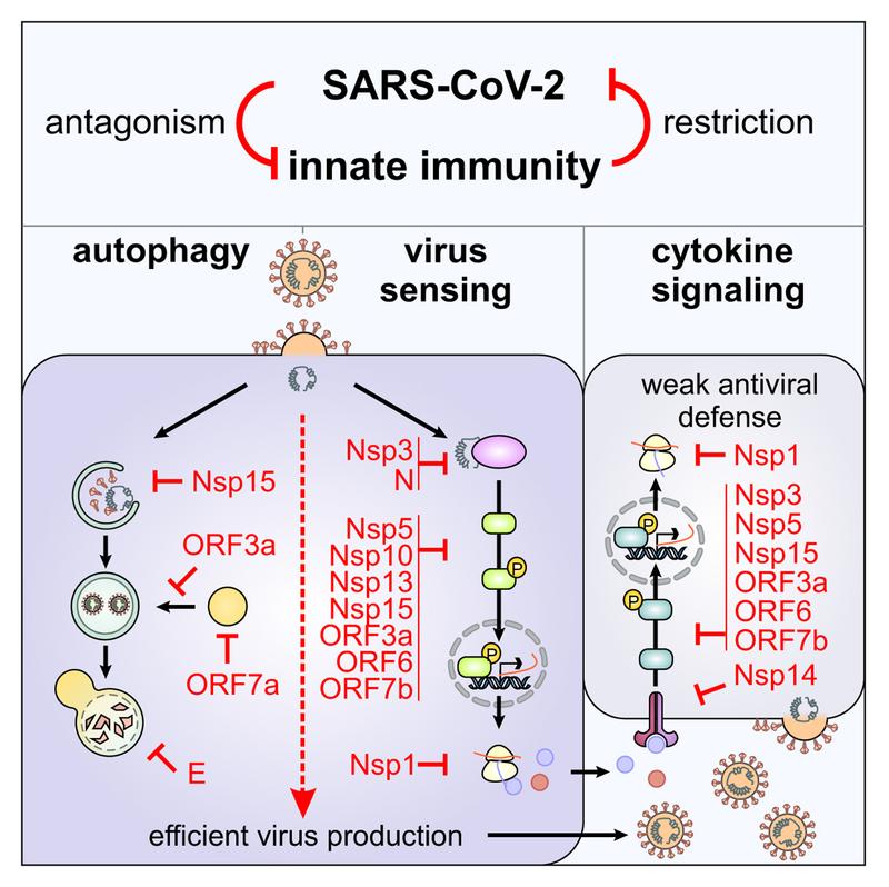 Die Illustration zeigt eine grafische Kurzzusammenfassung des Cell Reports-Projektes. Im Mittelpunkt standen dabei die Wechselwirkungen zwischen SARS-CoV-2-Proteinen und dem angeborenen Immunsystem.
