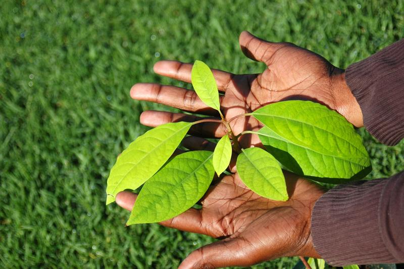 Humboldt-Stiftung und Bayer Foundation fördern gemeinsam Forschung in Afrika