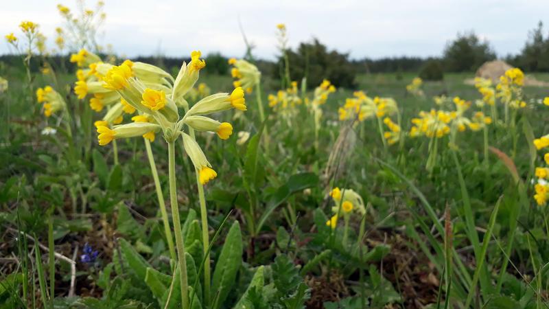 Die Echte Schlüselblume ist Gegenstand des neuen Bürgerforschungsprojekts.