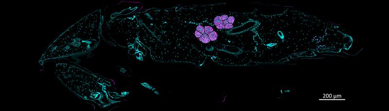 Schnitt durch die Puppe eines Getreideplattkäfers zeigt die Organe, die symbiotische Bakterien enthalten. 