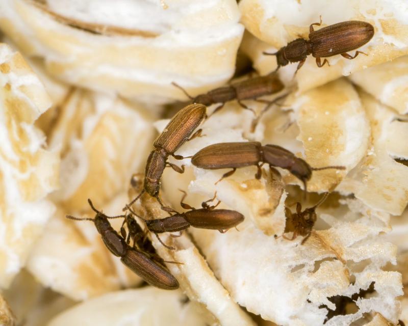 Getreideplattkäfer Oryzaephilus surinamensis auf Haferflocken