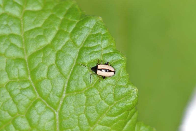 Horseradish flea beetle Phyllotreta armoraciae 